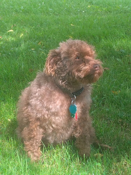 Ollie