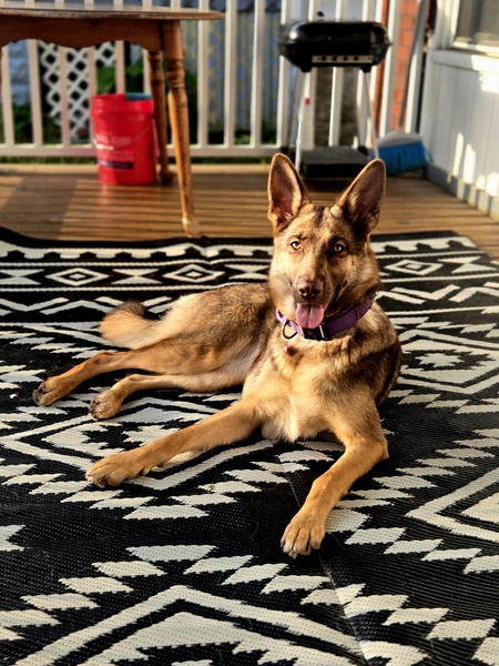 Willow 