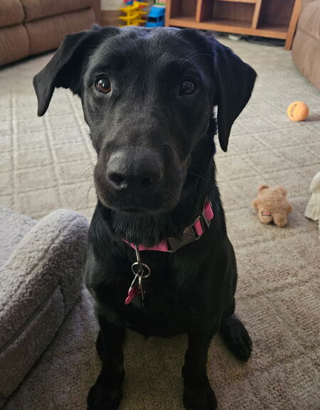 Daisy