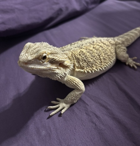 Mrs. Beardie 