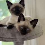 Entry image for Lyric&Apollo