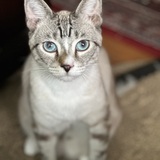 Entry image for Monkey