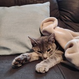 Entry image for Kitty 