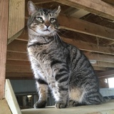 Entry image for TommyTiger Johnson