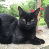 Entry image for BabyCat https://gogo.photo/600001iiiiikj