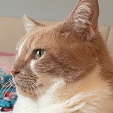 Entry image for LuCheeta 