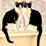 Entry image for Mickey and Milo, 