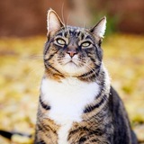 Entry image for Bucky Katt