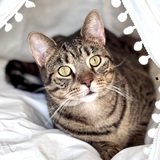 Entry image for Bender