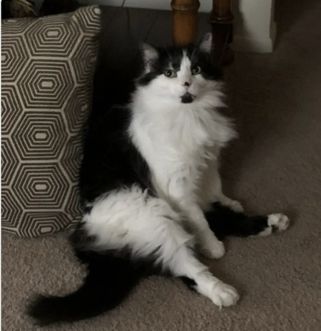 D’Artagnan