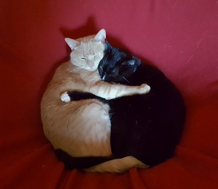 Sylvester and Buddy