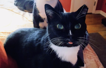 Sylvester