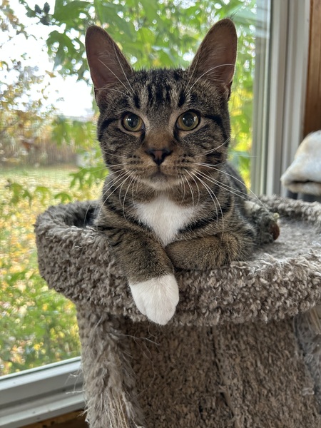 Daniel