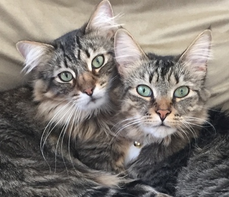 Henry & Sammy