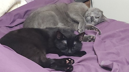 Blackie & Gracie Grey