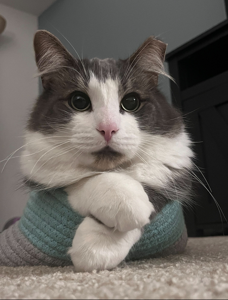 Cesar