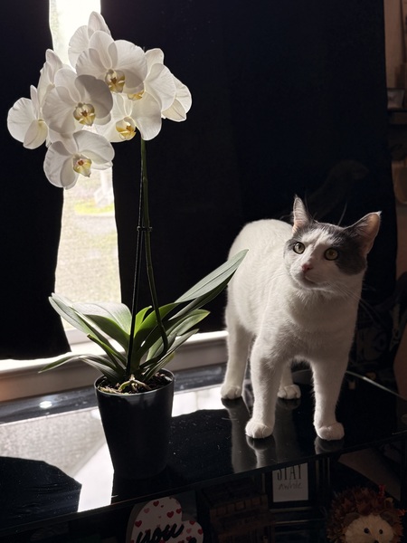 Casper