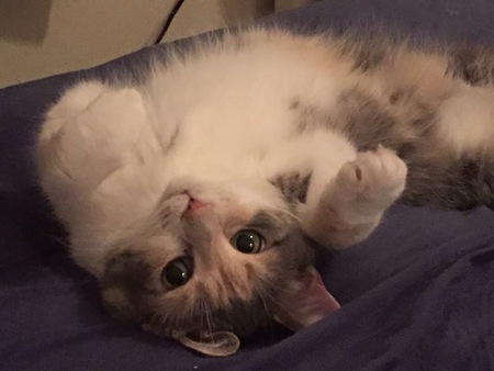 Mokey