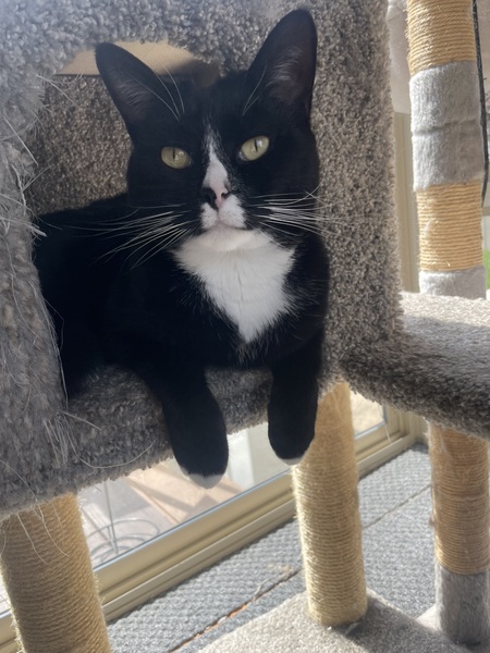 Sylvester