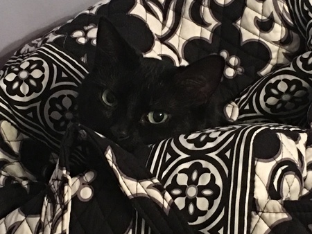 Ivy