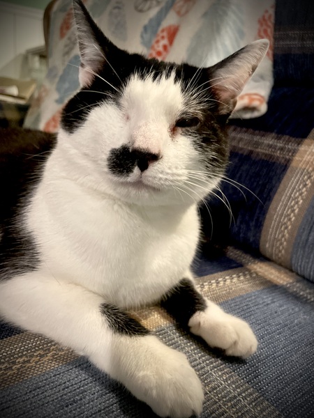 Manchito
