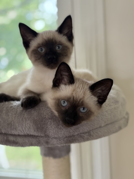 Lyric&Apollo