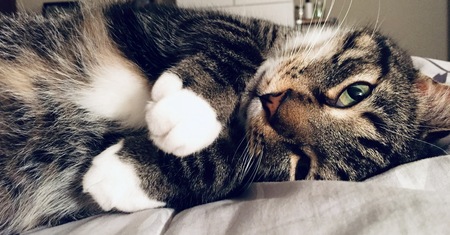 Entry image for Leo. Clicking this image will show a larger photo