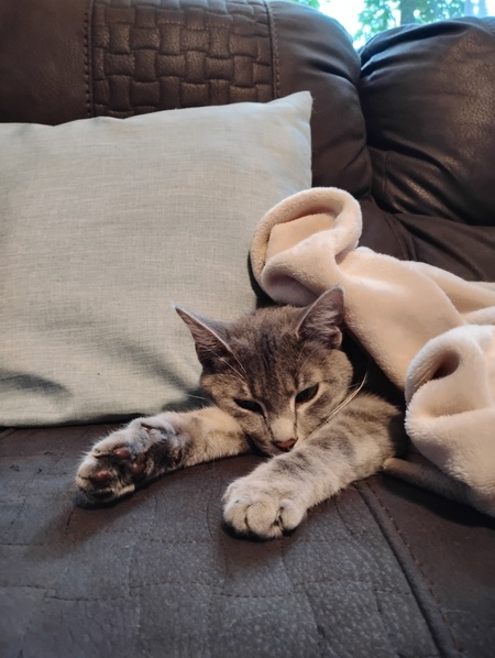 Entry image for Kitty . Clicking this image will show a larger photo