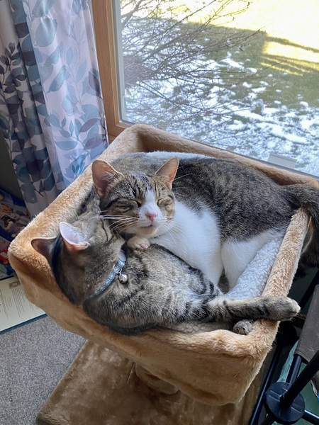 Entry image for Cali and Milo. Clicking this image will show a larger photo