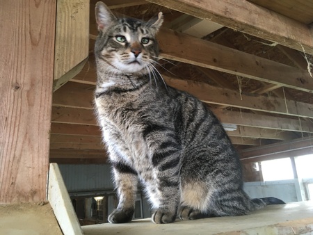 Entry image for TommyTiger Johnson. Clicking this image will show a larger photo