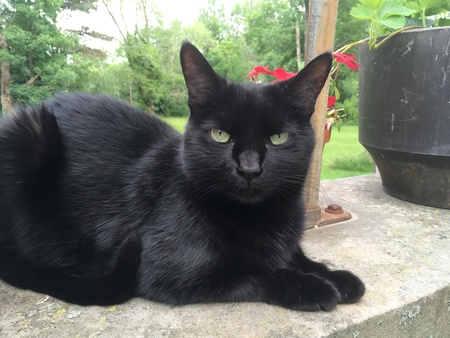 Entry image for BabyCat https://gogo.photo/600001iiiiikj. Clicking this image will show a larger photo