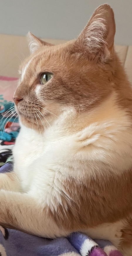 Entry image for LuCheeta . Clicking this image will show a larger photo