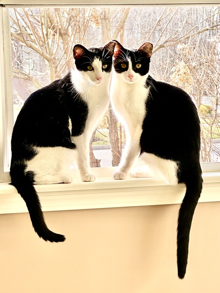 Entry image for Mickey and Milo, . Clicking this image will show a larger photo