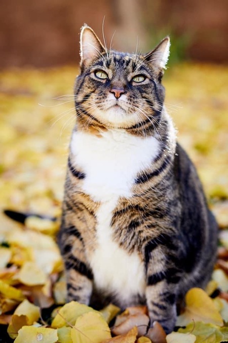 Entry image for Bucky Katt. Clicking this image will show a larger photo