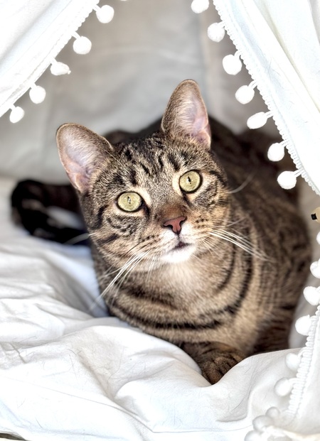 Entry image for Bender. Clicking this image will show a larger photo