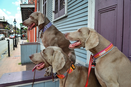 The Three Weim-sketeers: Willie, Mollie, and Rory