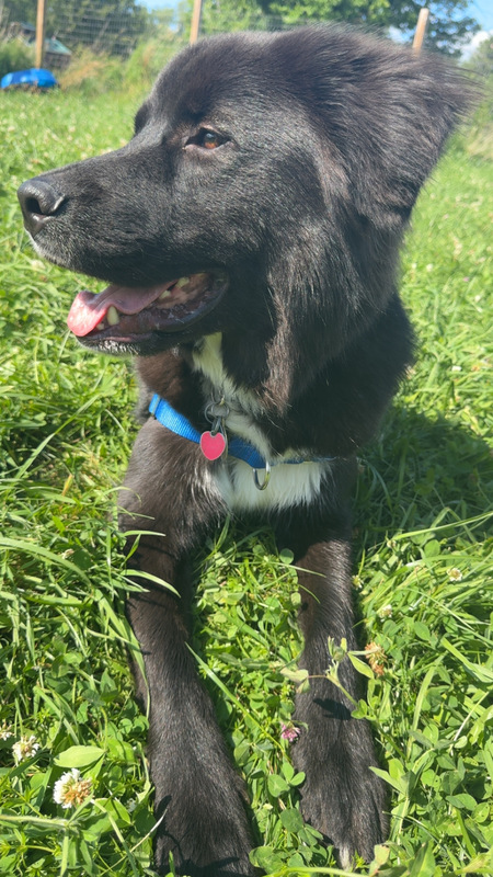 Cooper