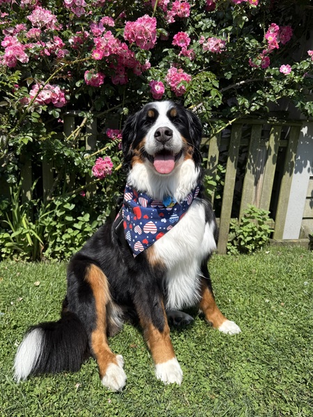 Kona