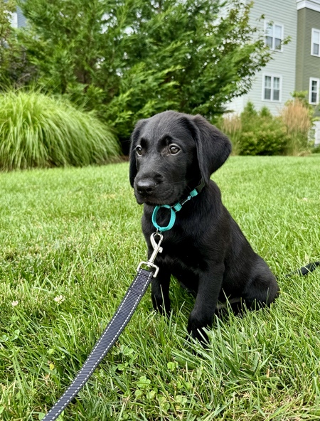 Maverick