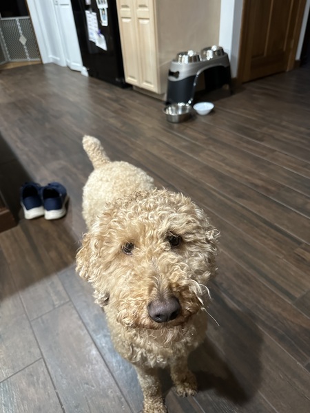 Teddy