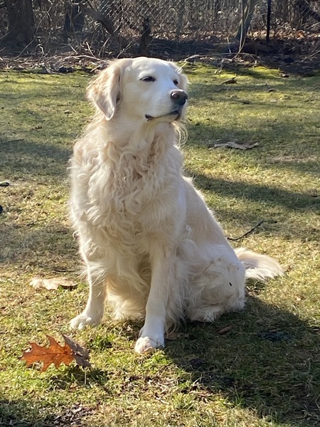 Bailey 
