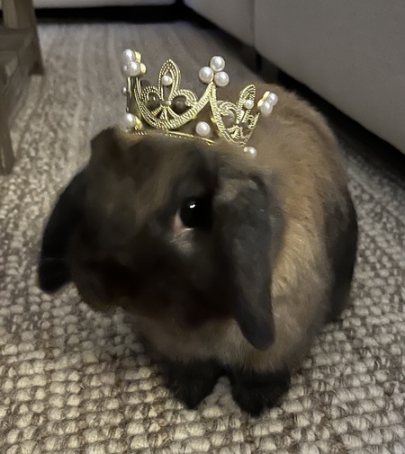 Kahlua