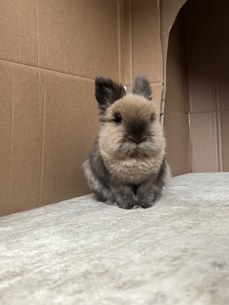 Arthur 