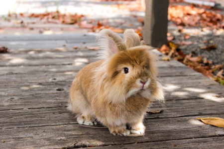 Mochi