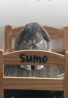 Sumo