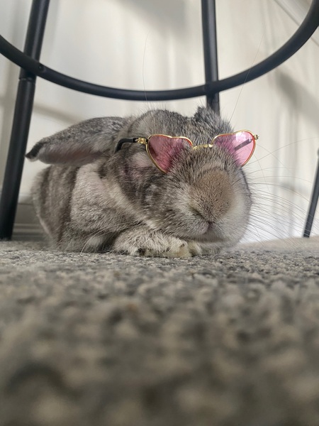 Suki