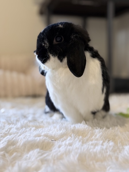 Daisy