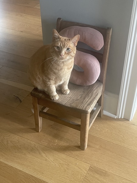 Morris 