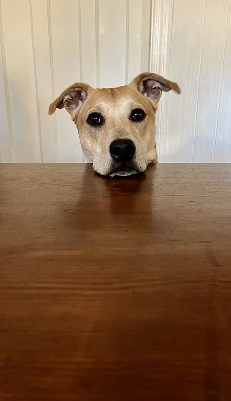 Pepper