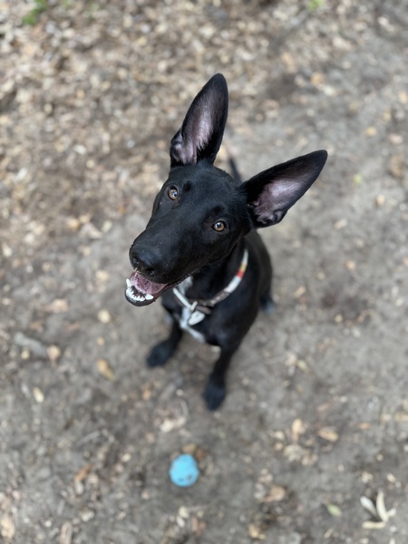Ollie